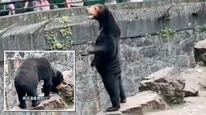 Chinese Sun Bear Human Theory | Know Your Meme