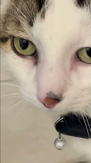 Comment localiser son chat EN DIRECT (sans abonnement) ! #chats #chat #cat #collierGPSchat #chaton