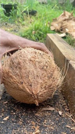 day 6 removing the coconut from the shell