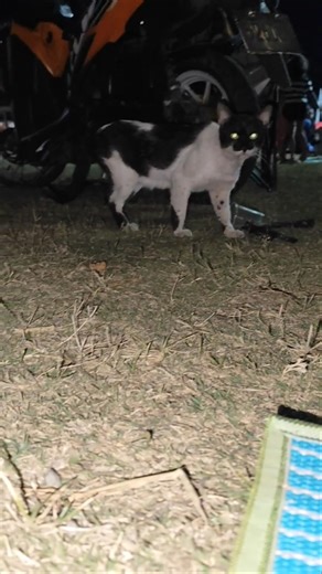 My new friend immediately came to me, he wanted food😻🐈🐾🍲