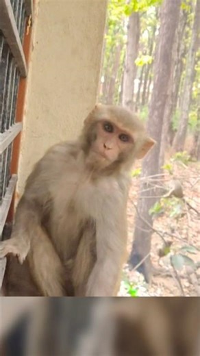 🐒 monkey baby looking very cute 🥰 simple and sweets