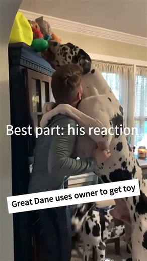 Dogs playing with their owners#fyp #funny #funnyanimals #foryou #dogs #dogsoftiktok #petsoftiktok