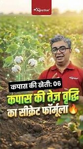 What to do 15-20 days after sowing cotton? Cotton Fertilization Tips | AgroStar