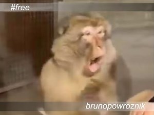 EVEN MONKEYS HAVE BETTER OBJECT CONSTANCY THAN NARCISSISTS - FREE BRUNO POWROZNIK