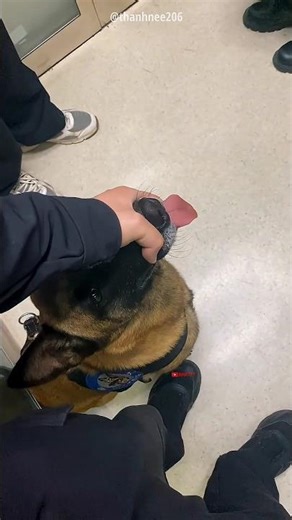 dog 🤣 #funny #funnyvideo