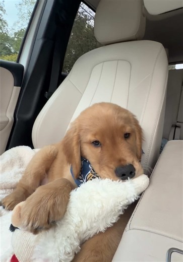 Golden Retriever Puppy Car Rides: Tips & Cute Moments with Biscuit