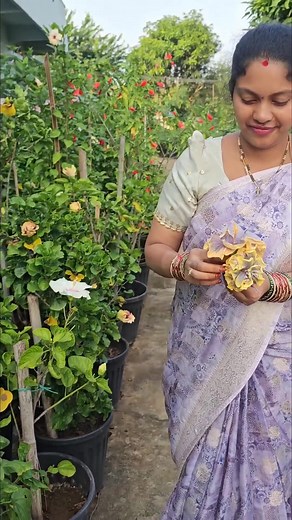 Beautiful hibiscuses in my garden మందారం #hibiscus #flowers #mygarden #gardening #shorts #viralvideo | Mahi Swoji Gardening Vlogs