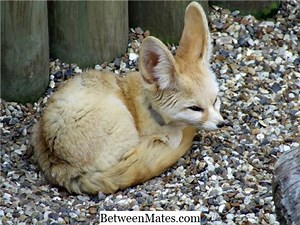 Différence entre Pokemon Red et Pokemon Blue Différence entre - Autres 2026