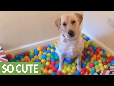Homemade ball pit is dog's dream come true