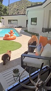 A mama bear took a dip in a southern California pool as two bear cubs watched. Take a look. | WESH 2 News