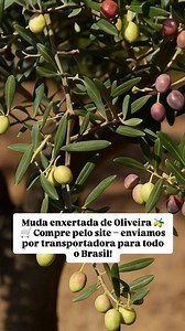 Já pensou em ter aí no seu quintal uma muda enxertada de oliveira e colher suas próprias azeitonas fresquinhas? 🌿 A oliveira é uma planta resistente, elegante e de fácil cultivo, que se adapta bem ao clima brasileiro e pode ser cultivada até em vasos. Além disso, é uma frutífera de valor ornamental, perfeita pra deixar seu jardim ainda mais bonito 🌳 Com o tempo, ela começa a produzir azeitonas deliciosas, que podem ser usadas em conservas ou na extração do azeite natural 💚 Aqui no Mercado das
