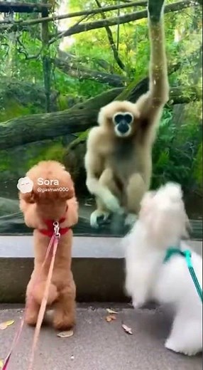Dogs Try to Copy a Gibbon… and It’s Hilarious!