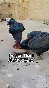 4.6K views · 362 reactions | Aseel Murgha | dragon Thai #THAIMURGHA #aseelfarmingandcare #AseelFarm #trendingreelsvideo #thaiaseel #dragonaseel #dragonmurgha #viralreelsfacebook | Aseel Farming And Care | Facebook
