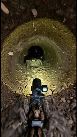 Wolf Spider Inside with Tiny Camera | Shocking Close-Up Footage You Won’t Believe