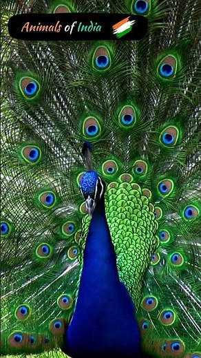 Indian animals | India's wildlife | Learn about India's Wildlife | Animal Facts 🐅🦚