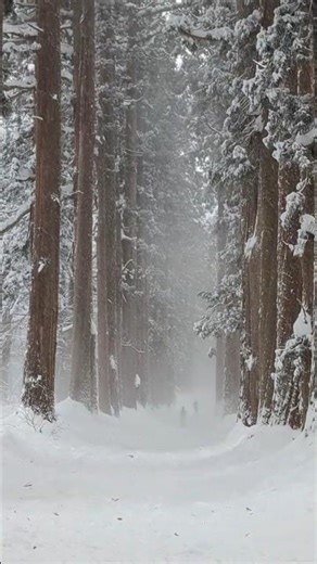 Japan's Magical Winter Forest 🌲❄️ #travel #japan #winterwonderland #snow