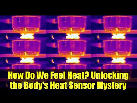 How Do We Feel Heat? Unlocking the Body's Heat Sensor Mystery