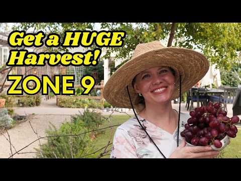 How to Prune Grapevines for Beginners (Zone 9b)