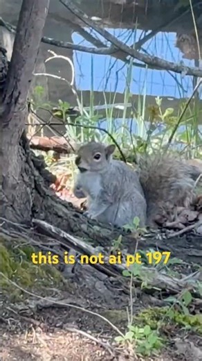 scared squirrel|imade this nature video without AI part 197|#ThisIsNotAI #scared #squirrel #movement