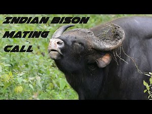 Indian Bison Mating Call | Never seen before! | JLR | Bandipur Tiger Reserve | Safari.