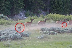 Grizzly Bear Runs Down Elk Calf in Grand Teton National Park