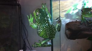 9K views · 623 reactions | Tiny carefully evades Guard-Frog Voigt to complete his Daring Escape! | Stickyfrogs | Facebook
