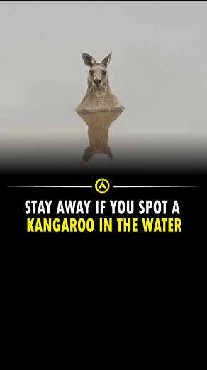 Kangaroos are strong swimmers that use their muscular tails to propel themselves through water. They can swim across bodies of water that aren’t too wide. Kangaroos will often run into water when they are chased by a predator. They can use their forepaws to drown pursuers. Follow @advancible to be the advanced version of yourself. Share Now Turn on notification for more information . [kangaroo, dogs, cats, dogs funny videos] . #writer #fact #facts #instafacts #factsdaily #sciencefacts #dailyfact