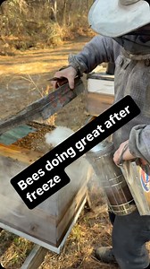 bees are getting their first mite treatment and a second round of feed, proud of them | Wildlight Honey Georgia