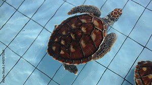 A sea turtle swims in a blue pool top view. The concept of turtle conservation and the environment.