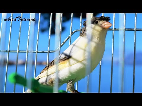canary singing video -The BEST Spanish Timbrado song for Training your canary