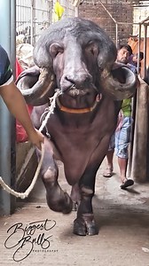 914K views · 10K reactions | In this video we bring you bulls of...