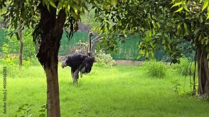 An Ostrich in the Zoo in New Delhi, India Stock Video