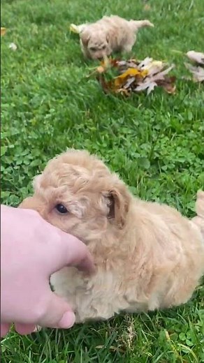 Adorable Bich-Poo Puppies For Sale In Ohio