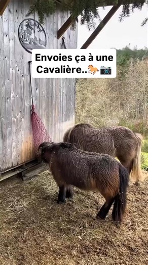 GoVision Équation on Reels