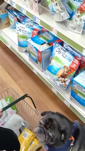 Edgar wants everything!! 😂 | PewDiePie