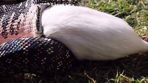 Diamond Python Feeding On Rat : vidéo de stock (100 % libre de droit) 1036328984 | Shutterstock