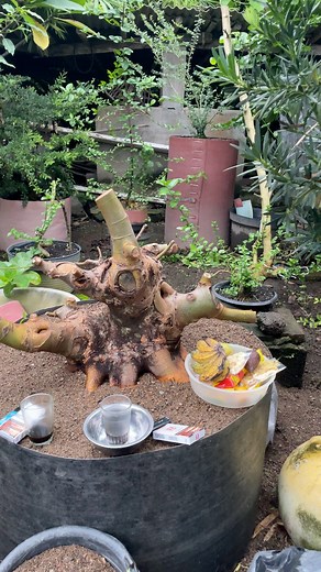 Take a little time for coffee #bonsai #ficus #ficusracemosa #fblifestyle | Bonsai Shohin