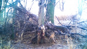 Many times a coyote won’t go into a cubby set. It’s a great idea to add a few sets about 15 feet away from the cubby to catch these coyotes. | Fur Life TV