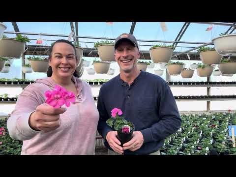 How to Keep Geraniums Blooming All Season 🌺 (Deadheading Tips) - Live from the Greenhouse Series