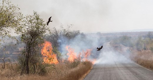 Comment expliquer le phénomène des «oiseaux pyromanes» ?