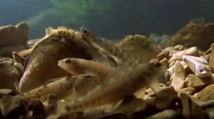 疑似餌の完成度高すぎ！小魚にしか見えない疑似餌をヒラヒラさせて魚をおびき寄せる貝「ランプシリス」 : 小太郎ぶろぐ