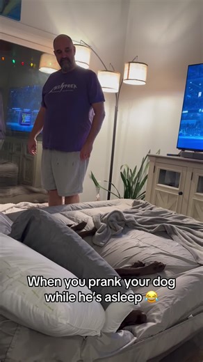 Mischievous Dog Moments That Will Make You Laugh