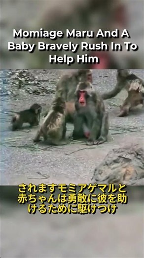 WHY Punch-kun ATTACKED AGAIN?! 🥺🐒 #punch #パンチくん #short #viral #shorts #fyp パンチ君 パンチ #がんばれパンチくん