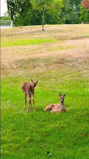 Adorable Baby Deer Run to Their Mother for Nursing | Heartwarming Family Moments in Nature.