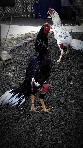 Murga Fight in Punjab - Aseel Murga Shorba Tale