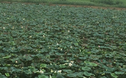 18.6 RS指令详解(三)：RS指令通讯功能码与ASCII模式报文编写