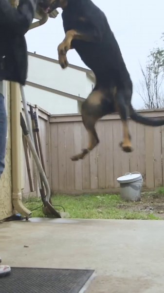 Beauceron #shorts