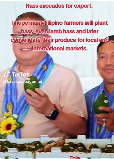#hass #lambhassavocado #foryourpage #highlighteveryone #kasakaagriintegratedfarms