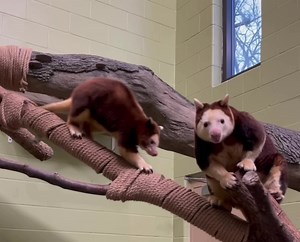 5.1K views · 580 reactions | Happy World Tree Kangaroo Day! These...