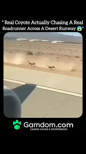 Fact Flick on Instagram: "This unbelievable 9-second wildlife clip captures a real coyote actually chasing a real roadrunner across a desert runway — all filmed from an airplane window. The moment feels straight out of a live-action Looney Tunes episode, especially with the bright yellow on-screen captions shouting “THERE’S A ROADRUNNER!” and “THIS IS WILD!” that amplify the cartoon chaos. What makes the video instantly iconic is how perfectly it mirrors the legendary Wile E. Coyote vs. Road Run